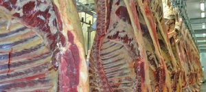 Carne exportación ganado en pie