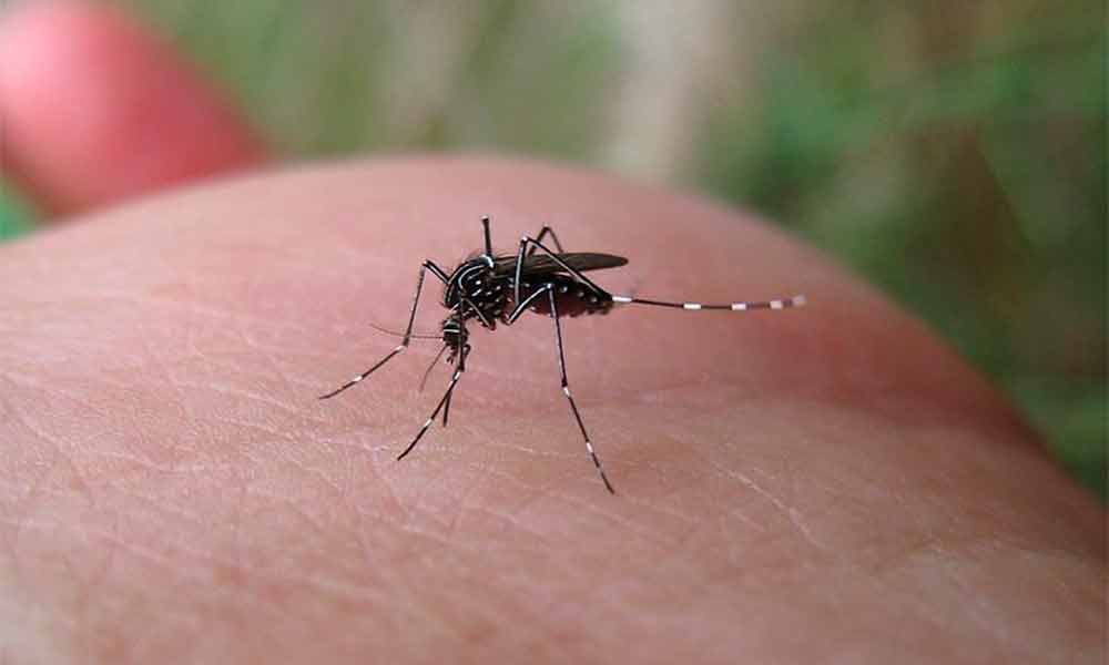 aedes aegipty